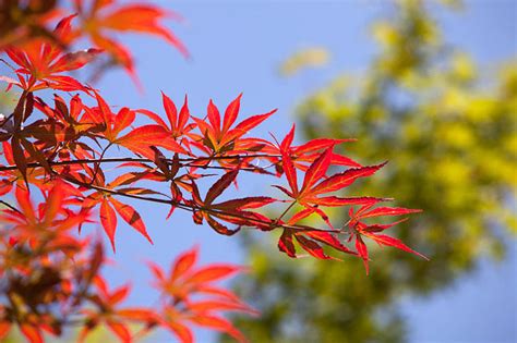 枫树 风水|红枫树风水禁忌